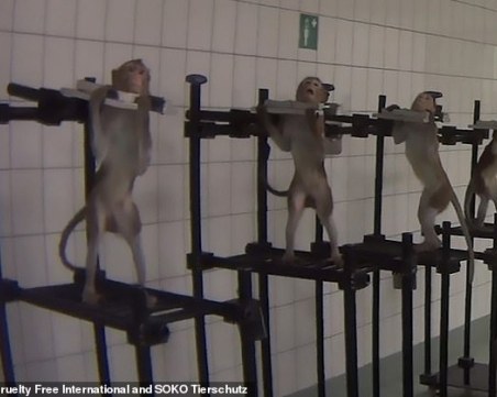 Противоречиво научно изследване провокира дебат за опитите върху животни