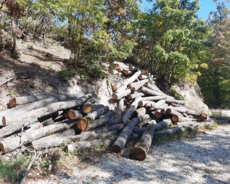 Община Карлово поиска безплатно рязане и транспорт на дърва за наводнените села
