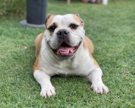 Издирват кучето Рая в Пловдивско, предлагат възнаграждение