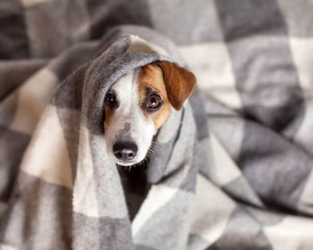 Защо не трябва да крещим на кучето си