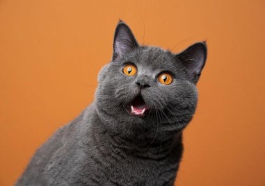 Котките са същества които не ни оставят безразлични – или