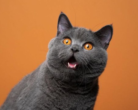 Най-скъпите породи котки в света