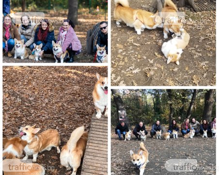Стопани отбелязаха рождения ден на кученцето си с парти за коргита