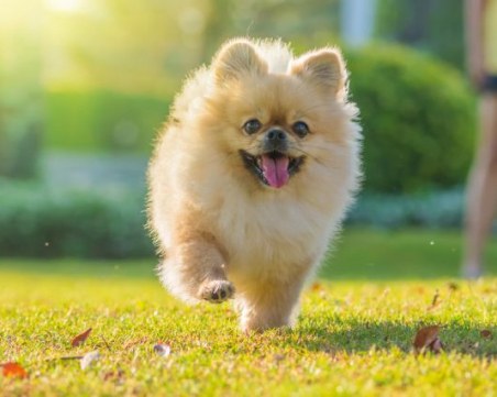 Вижте кои са най-търсени породи кучета от пловдивчани