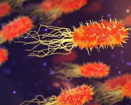 Шотландски учени доказаха, че бактерията може да регенерира органи