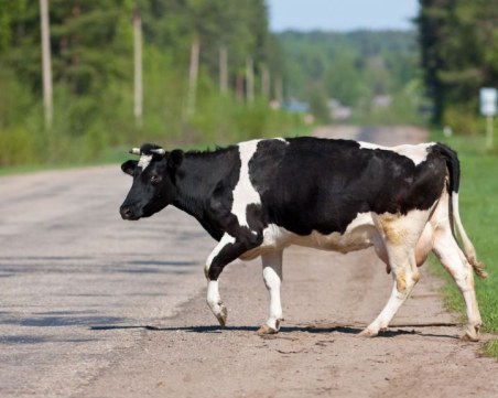Автомобил се блъсна в крава на Околовръстното на Пловдив
