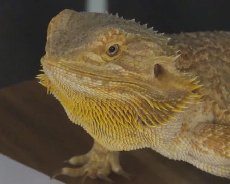 Гущерът оракул Лили от Пловдив познава мачовете от Световното