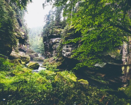 Открита е най-древната гора в света