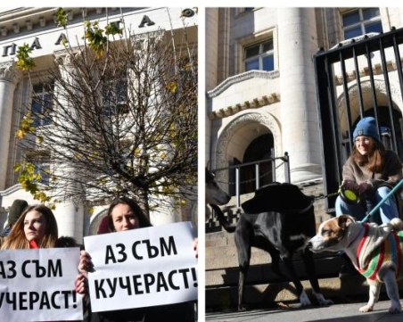 Протест в София след насилието над кучето Мечо