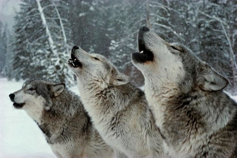Паразит може да определя избора на водач на глутницата при вълците