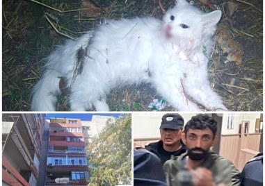 Две бели котенца отглеждани при сирийски граждани в квартира в