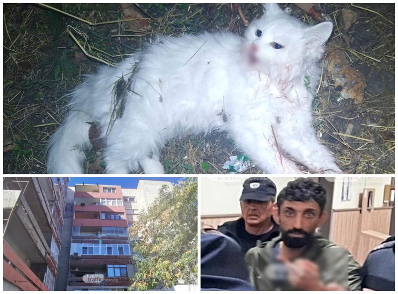 Паднали или изхвърлени? Загинаха две котета, отглеждани от съквартирантите на каналджията Масуд