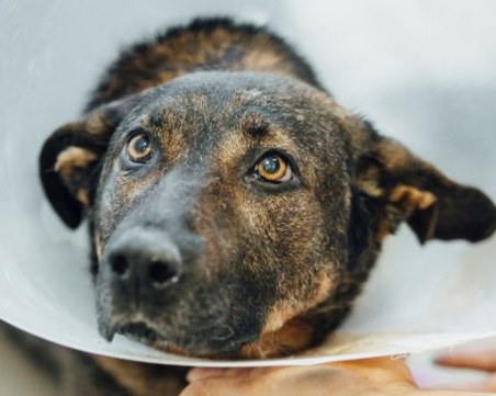 Мъжът, измъчвал кучето Мечо, остава в ареста