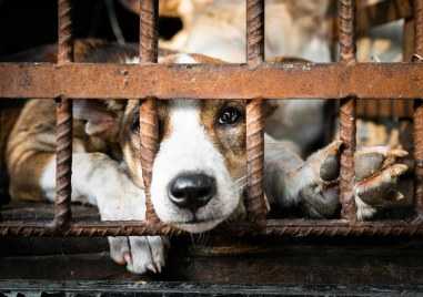 Национален протест срещу насилието над животни ще се проведе на