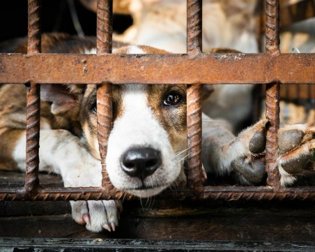 Национален протест срещу насилието над животни в Пловдив