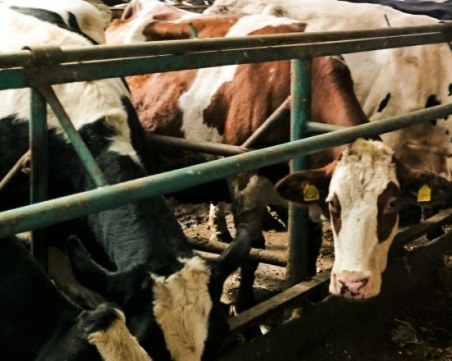 Откриха огнище на туберкулоза по животните в Стрелча