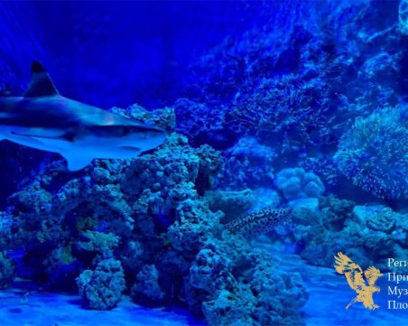 Природонаучният в Пловдив открива първия по рода си 3D аквариум за България