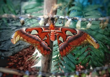 Днес в зала Тропик се излюпи една от най големите пеперуди