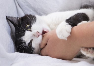 Защо котката ви хапе