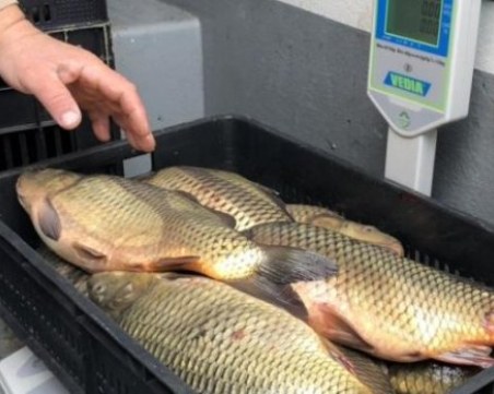 БАБХ започна проверки преди Никулден за произхода и качеството на рибата