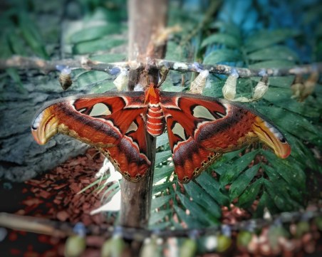 Една от най-големите пеперуди в света се излюпи в 