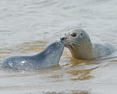 Морето изхвърли 1700 мъртви тюлена в Русия