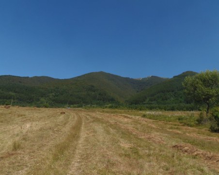 Обявиха нова защитена местност в България - „Находища на алпийски тритон в Руй планина