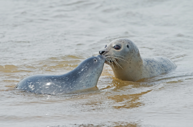 Морето изхвърли 1700 мъртви тюлена в Русия