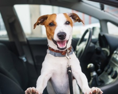 Кучетата предпочитат да се возят в електрически, вместо в дизелови автомобили