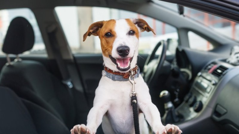 Кучетата предпочитат да се возят в електрически, вместо в дизелови автомобили