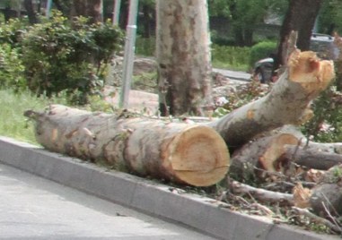 Шест дървета са били отсечени без разрешение на улица в