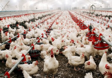 Огнище на птичи грип е открито във ферма в Полша В