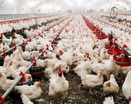 Огнище на птичи грип в Полша