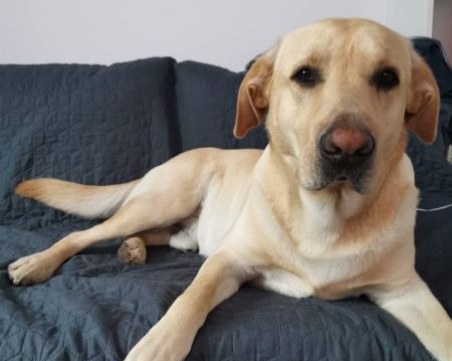 Върнете Майки! Той е част от едно прекрасно семейство