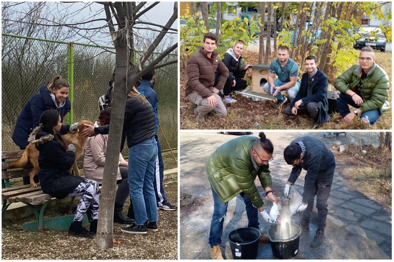 Пловдивчани набират средства за къщички за бездомни животни за всеки район на града