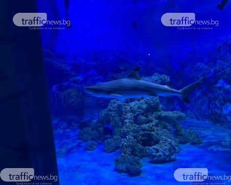 Акулата Лари се настани в новия „Морски аквариум” в Природонаучния музей