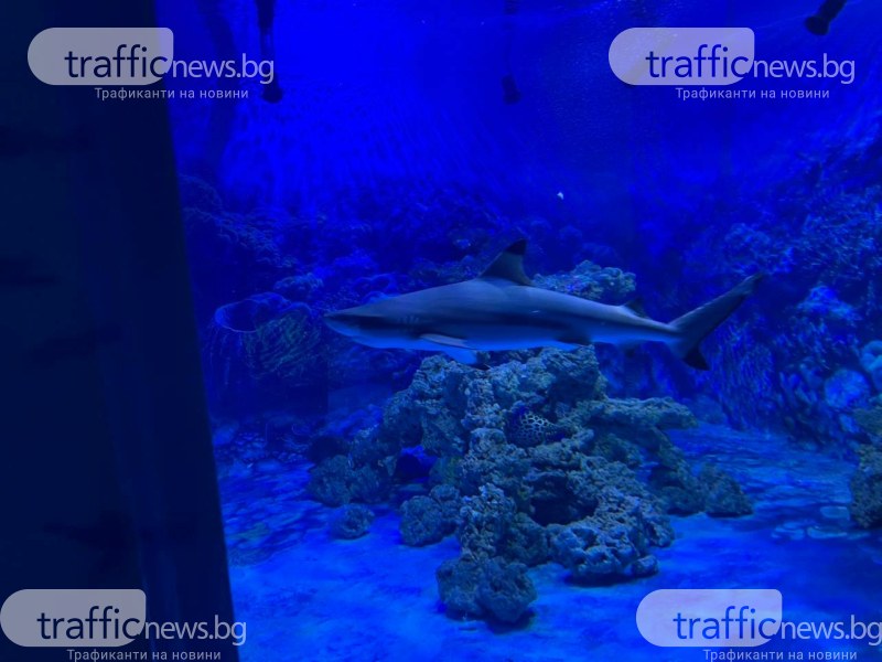Акулата Лари се настани в новия „Морски аквариум” в Природонаучния музей