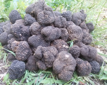 Съдът в Пазарджик остави в ареста двама от гъбарите, източили милиони от фиктивни сделки