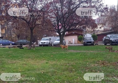 Бездомни кучета притесняват жителите на бул Никола Вапцаров до Коматевски възел