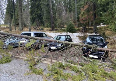 Три автомобила са пострадали от паднало дърво миналата нощ в