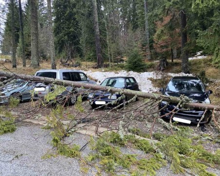 Дърво потроши три коли в Пампорово