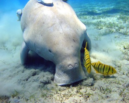 Голям морски бозайник е застрашен от изчезване