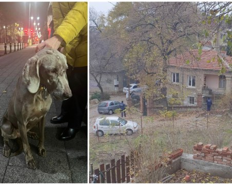Зоополиция и БАБХ проверяват как живее кучето Джеси от Пловдив