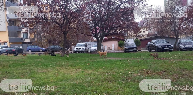 Глутница от 10 бездомни кучета се спускат на пловдивчани в Кючука
