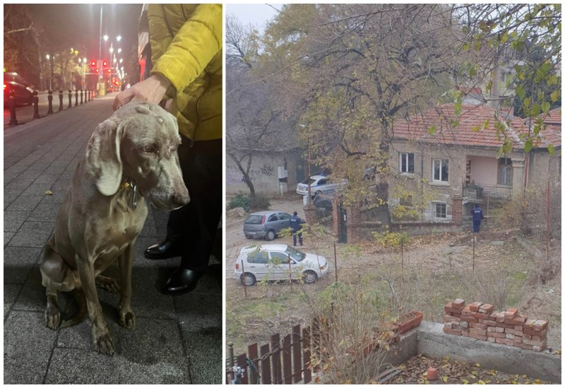 Зоополиция и БАБХ проверяват как живее кучето Джеси от Пловдив
