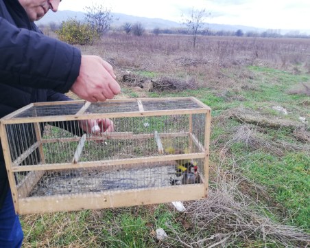 Акция на РИОСВ и полицията срещу незаконна търговия с диви пойни птици на 