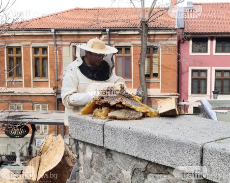 Спасителна акция на семейство пчели се провежда в центъра на Пловдив