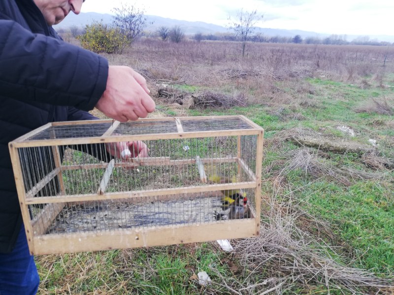 Акция на РИОСВ и полицията срещу незаконна търговия с диви пойни птици на 