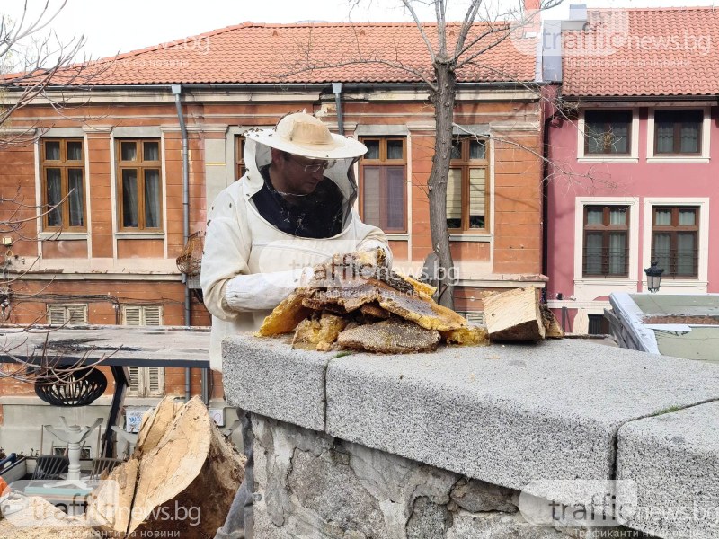 Спасителна акция на семейство пчели се провежда в центъра на Пловдив