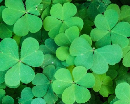 Защо четирилистната детелина е символ на късмет